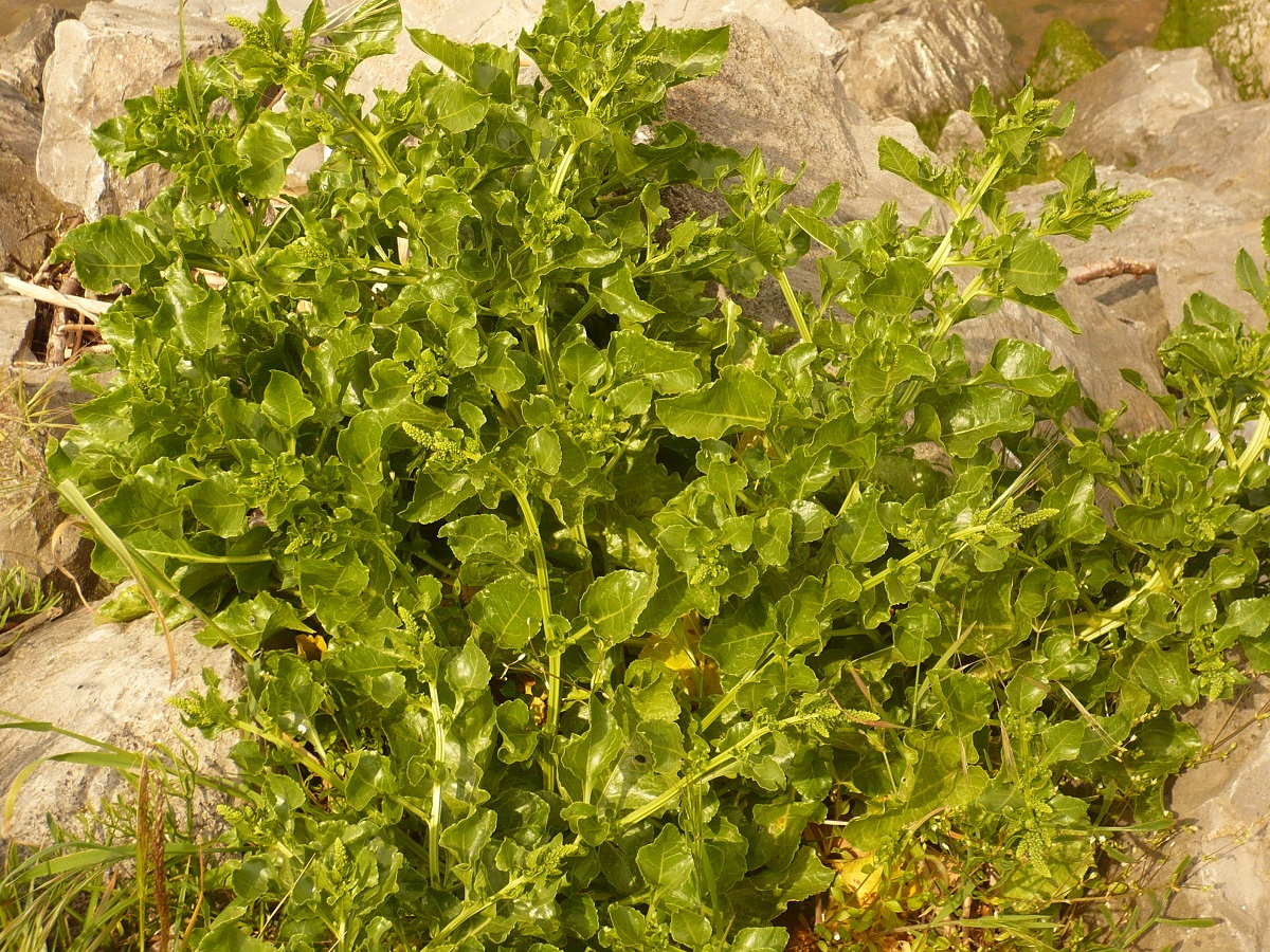 Beta vulgaris subsp. maritima (Amaranthaceae)